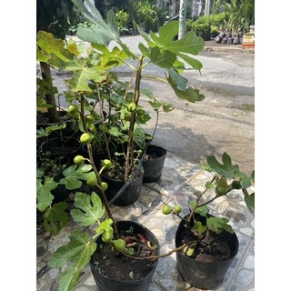 Cây Sung Mỹ đang có trái