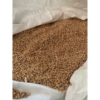 1kg Lúa mì cho chim kiểng, gà kiểng