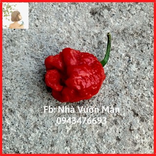 10 hạt ớt carolina reaper red - ớt cay nhất thế giới
