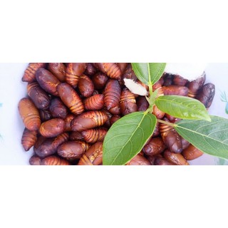 nhộng cho sóc bay úc