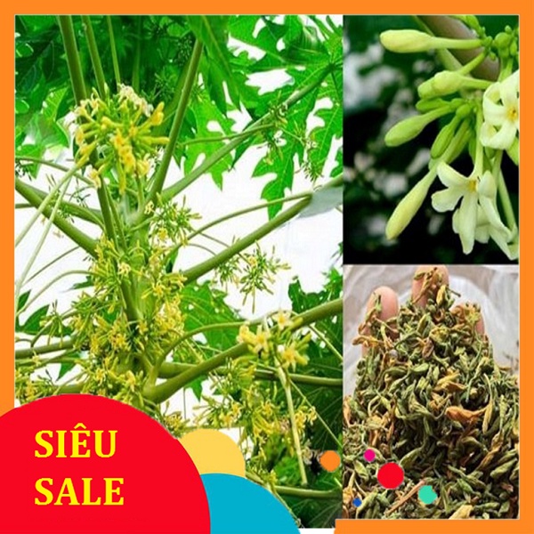 1kg hoa du du Đực tươi Organic - 1kg bông đu đủ đực