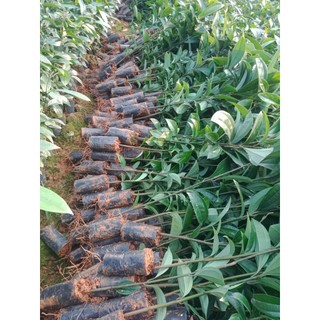 COM BO 10 CÂY QUẾ GIỐNG  ,(bầu nhiều rễ sống 100%)
