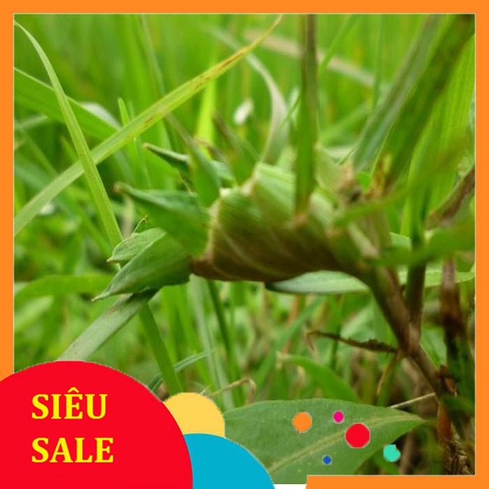 Cỏ Gà tươi (Cỏ Trĩ) 1kg