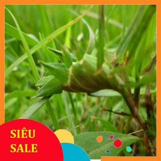 Cỏ Gà tươi (Cỏ Trĩ) 1kg