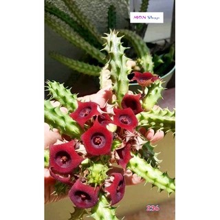 Xương rồng sao biển hoa đỏ đẹp
