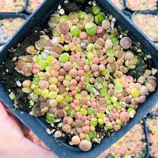 hạt giống sen đá mông ( thạch lan)