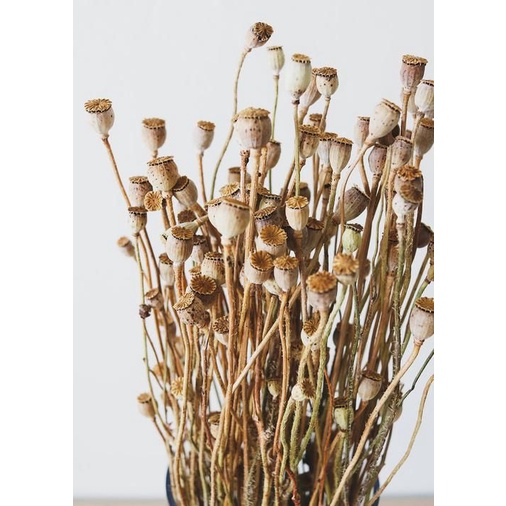 Bó Cành quả Poppy khô - cành quả khô dùng decor trang trí