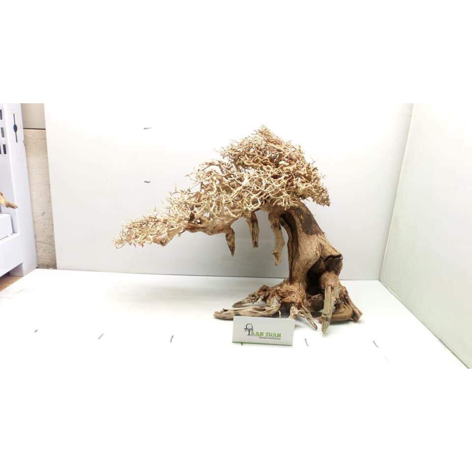 Cây gỗ lũa Bonsai cho hồ thủy sinh kích thước nhỏ