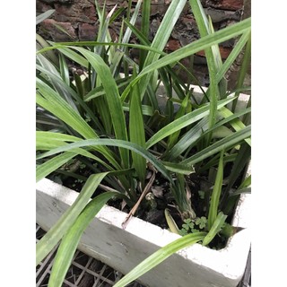 địa lan mạc xuân ( bán theo thân)