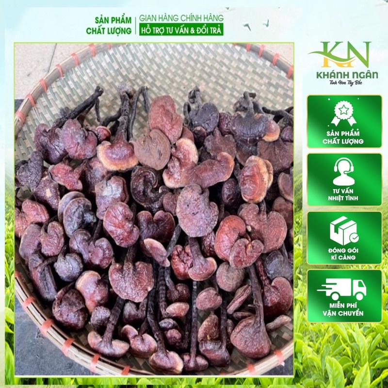 (Dược Liệu Quý)500g Nấm Lim xanh rừng Tây Bắc chuẩn rừng tự nhiên hỗ trợ bênh gout