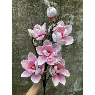 cành mộc lan 6b