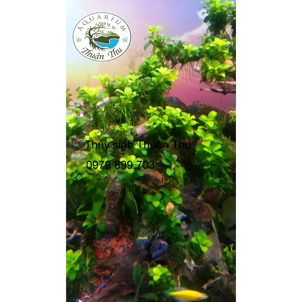 Ráy nana petite full lá nước dễ trồng trang trí bonsai bể thủy sinh siêu đẹp