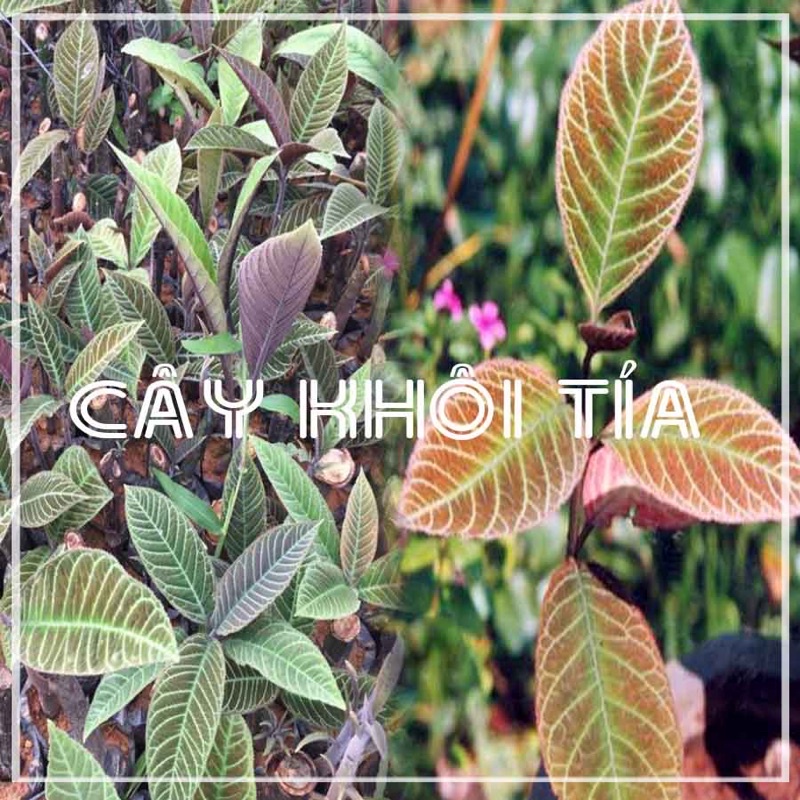 Lá Khôi Tía khô 1kg