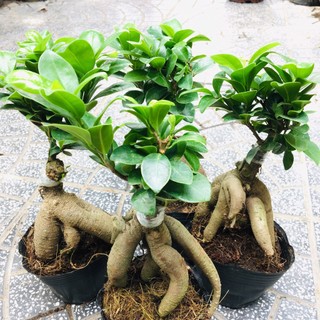 Củ si Nhật để bàn