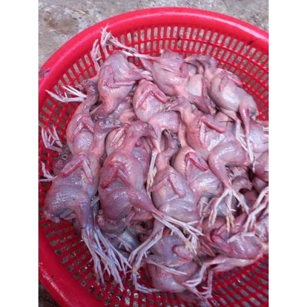 Chim cút xay túi zip 1kg