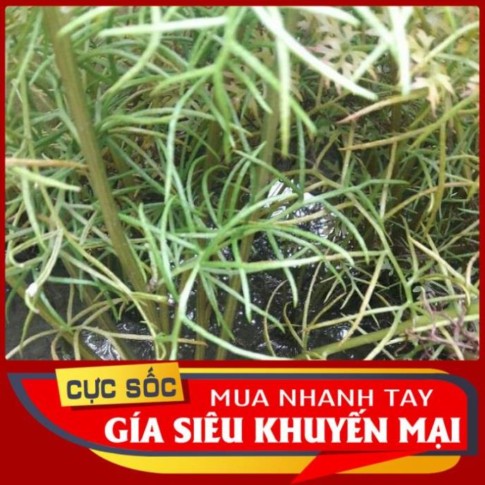 Cây Gạc Nai tươi 1kg