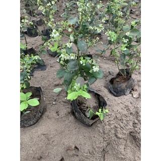cây việt quất giống tứ quý đang hoa