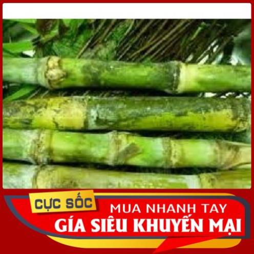 Mía Lau tươi 1kg