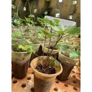 Hạt giống sâm đương quy