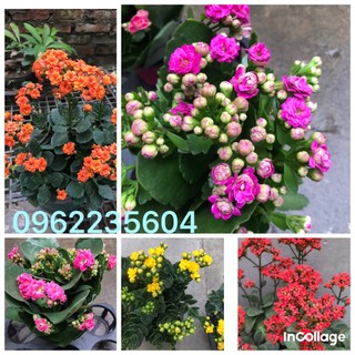 Cây hoa sống đời kép nhiều màu, cây nhỏ làm giống