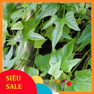 1kg cây Chìa Vôi Tươi - Hàng chất lượng