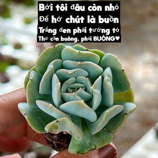 cây sen đá Cúc Trắng size mini 2-2,5cm cây cảnh trang trí nhà cửa THUANPHAT GARDEN