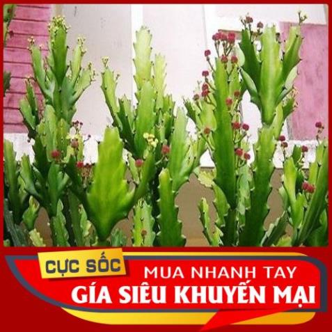 Cây Xương Rồng Tươi 1kg - Thảo Dược Ngọc Ánh