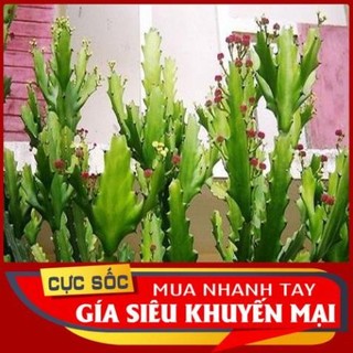 Cây xương rồng tươi 1kg - thảo dược ngọc ánh