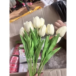 Hoa tulip cao su non ( đầu hoa nhỏ)