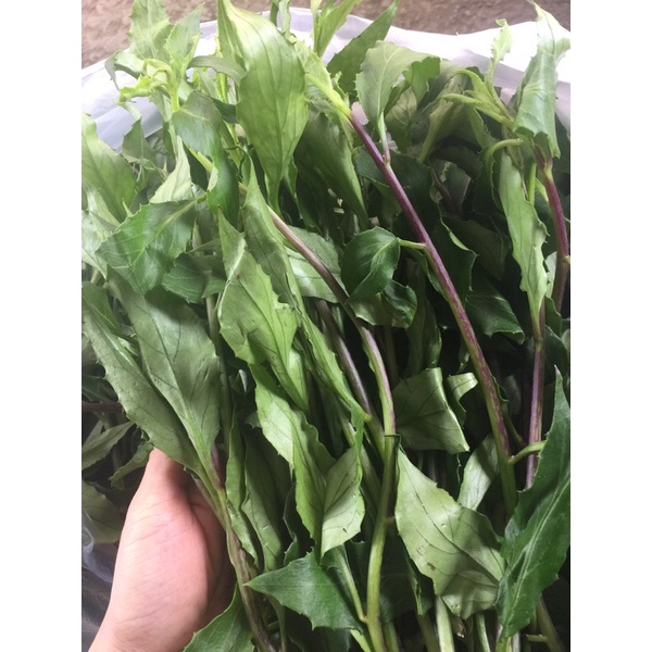 COMBO 3 KG RAU LỦI  - ĐẶC SẢN TÂY NGUYÊN