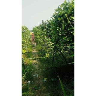 Hạt đậu rồng
