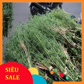 Cây Ngò Già tươi 1kg bông ngò già hỏa tốc 1h nhận hàng