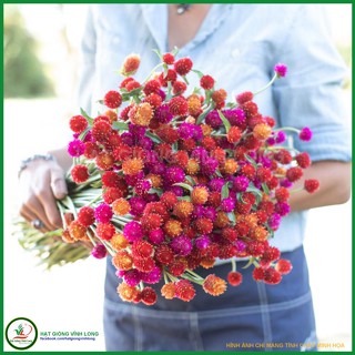 1 Lang 100g  Hạt giống hoa cúc bách nhật mix màu Tím, hồng, Trắng, đỏ, cam ( Cút nút áo)