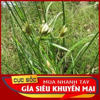 Cỏ Cứu tươi 1kg [Thảo Dược Ngọc Ánh]