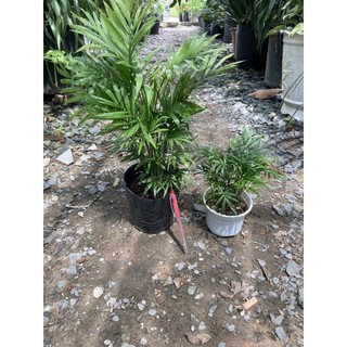 Cau tiểu trâm