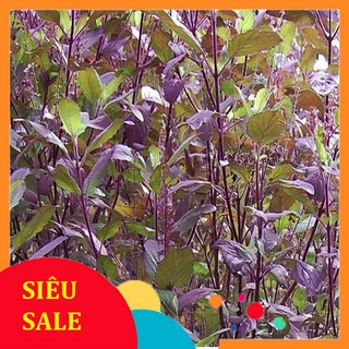 1kg Cây Hương Nhu Tía tươi