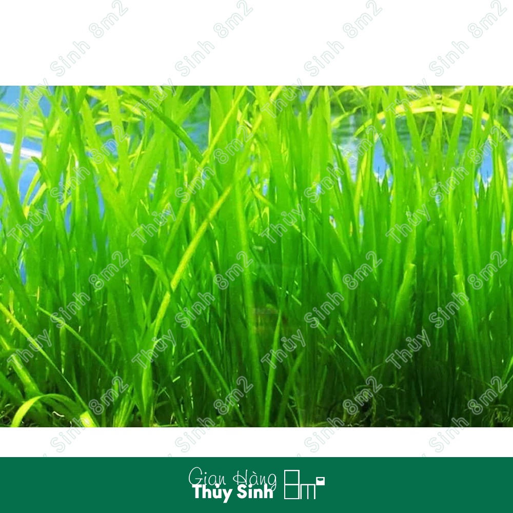 Cây Hẹ Xoắn, Hẹ Thẳng Thủy Sinh | Cây Hậu Cảnh, Không CO2 | 8m2