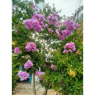 Giống cây bằng lăng tím chuẩn f1