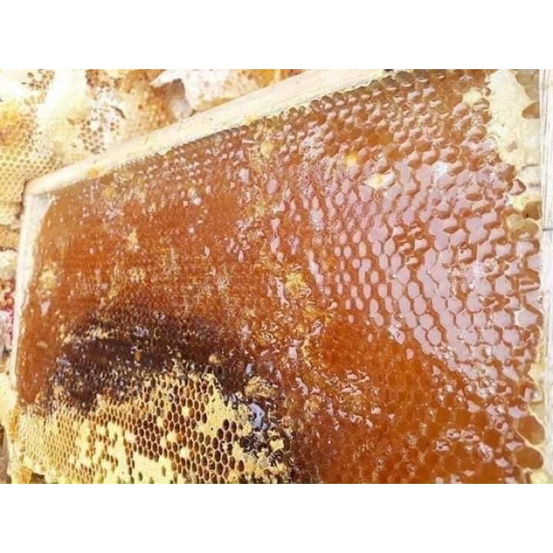 Mật ong đặc sản hoa Cà Phê