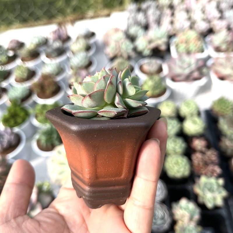 Sen Đá Đà Lạt mini size 3cm + 1 chậu đất nung  thêm giá thể trồng cây