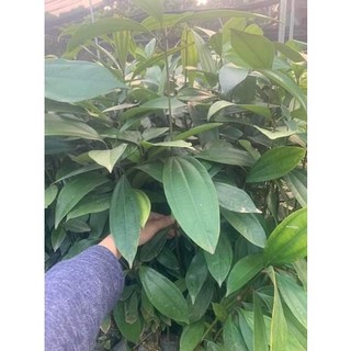 COM BO 10 CÂY QUẾ GIỐNG  ,(bầu nhiều rễ sống 100%)
