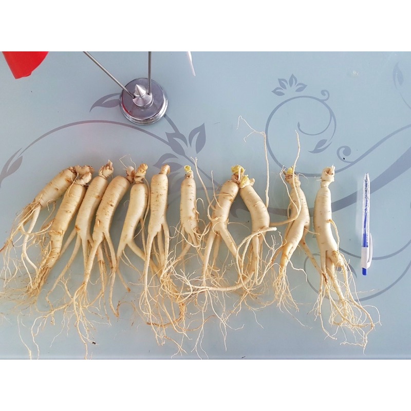 Nhân sâm Hàn Quốc