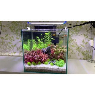 Bể cá mini Cubic dành cho nuôi cá cảnh hoặc thủy sinh - Đủ phụ kiện trang trí bể cá.
