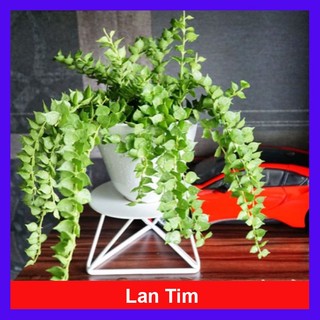Cây Lan Tim Xanh Chậu Treo - cây cảnh trang trí