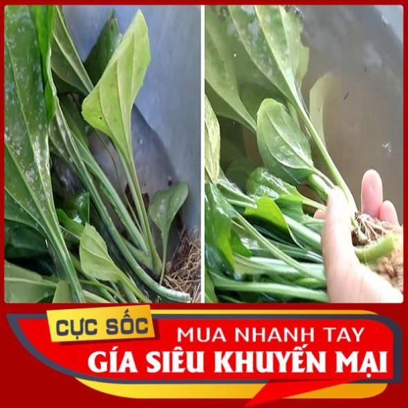 2kg Cây Mã Đề tươi - Hàng có sẵn