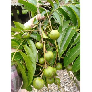Cây giống sấu ta lấy quả cây to khỏe