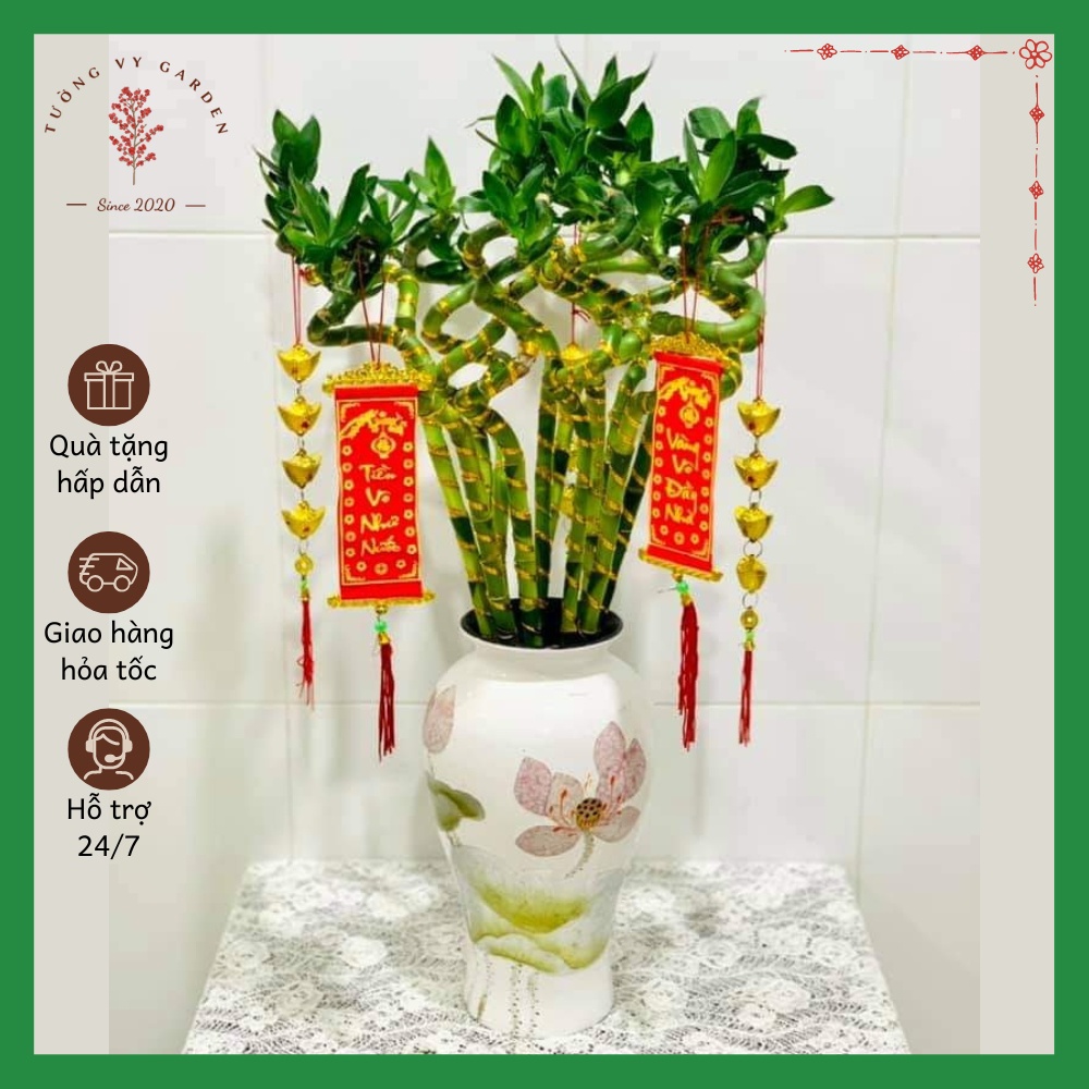 Phát Tài Xoắn Quấn Vàng 10 Cây Bao Bền, Cây Phong Thủy Thu Hút Vận May Tài Lộc - Tường Vy Garden
