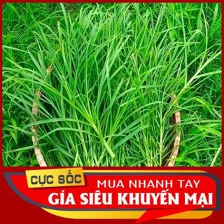 Cỏ Cứu tươi 1kg [Thảo Dược Ngọc Ánh]