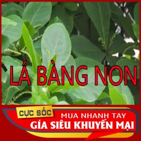 1kg Lá Bàng non Organic  - Thảo Dược Ngọc Ánh