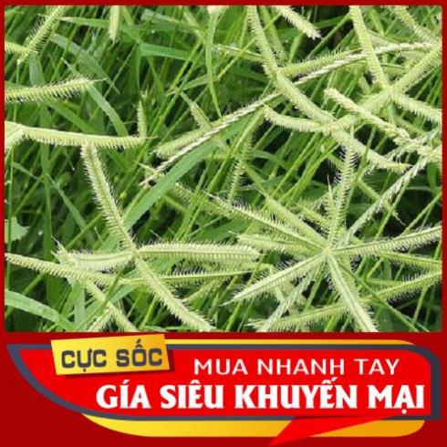 1kg Cỏ Chân Vịt tươi [Thảo Dược Ngọc Ánh]
